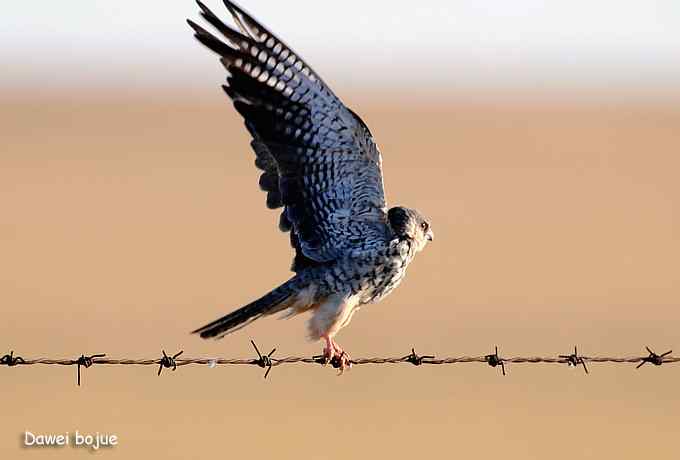 草原的几只猛禽