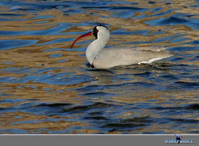 携珍鸟鹮嘴鹬给朋友们拜年！