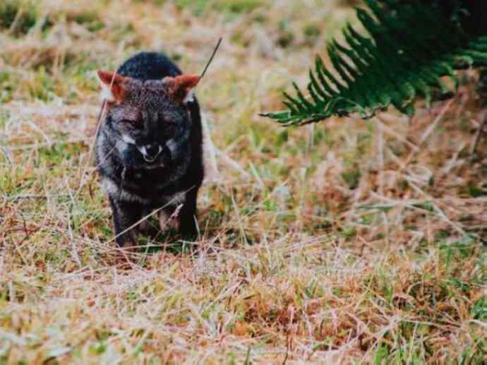 犬科：狐亚科伪狐属之阿根廷狐、山狐、达尔文狐