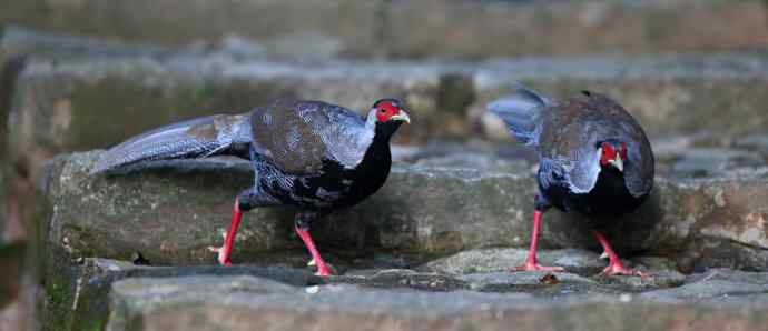 鹇鹭之洁---白鹇