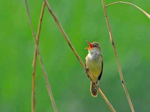 鸟类之最:湿地苇莺