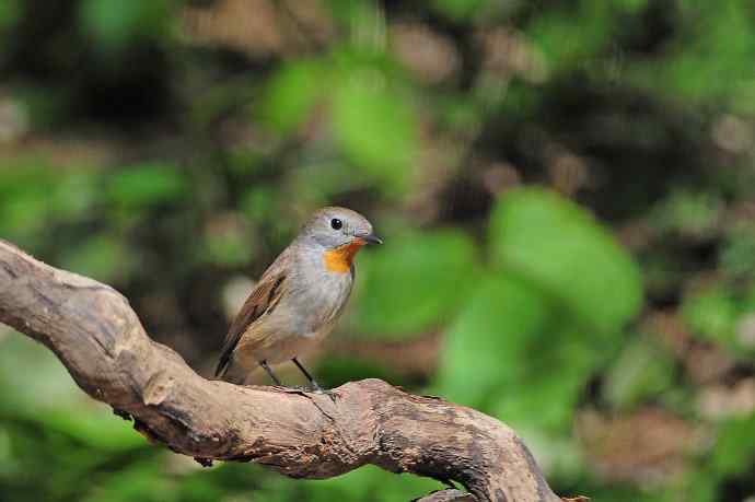 雄性红喉姬鹟(4) 雄性红喉姬鹟(4)