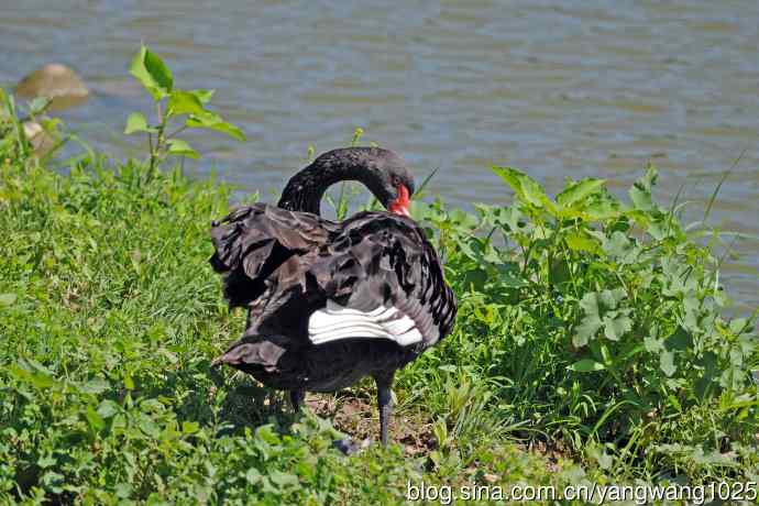 北京麋鹿苑的鸟类——麋鹿苑中的黑天鹅