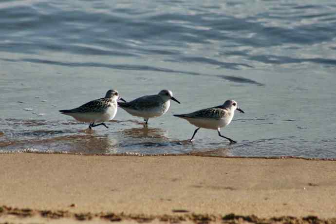 摄鸟拾趣（五） wbr三趾鹬 wbr2008.09