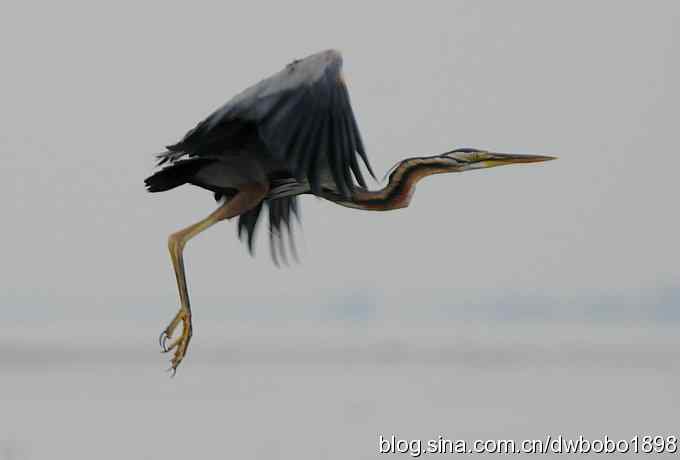 乌梁素海之草鹭鈥斺斈诿晒勰裥校ǘ）