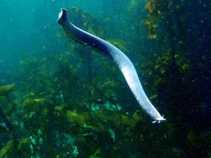 鱼类活化石:盲鳗 鱼类活化石:盲鳗