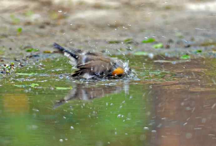 浴（红喉姬鹟）