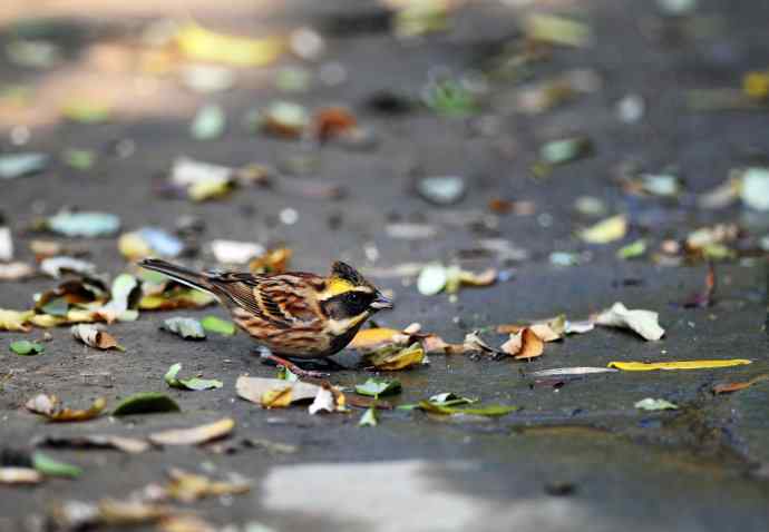 黄喉鹀(1) 黄喉鹀(1)