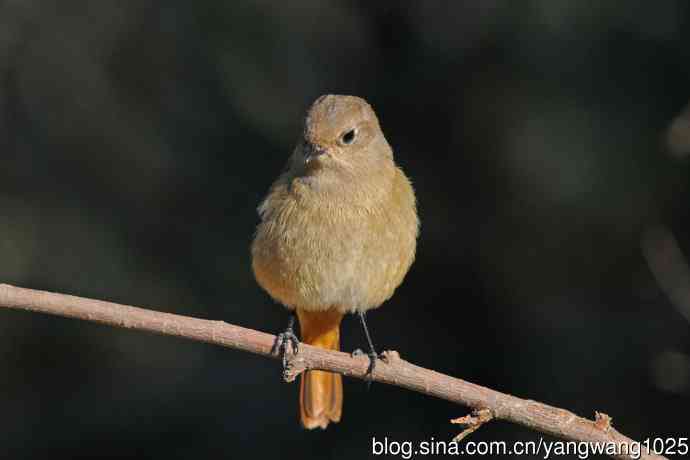 雌性北红尾鸲(3) 雌性北红尾鸲(3)