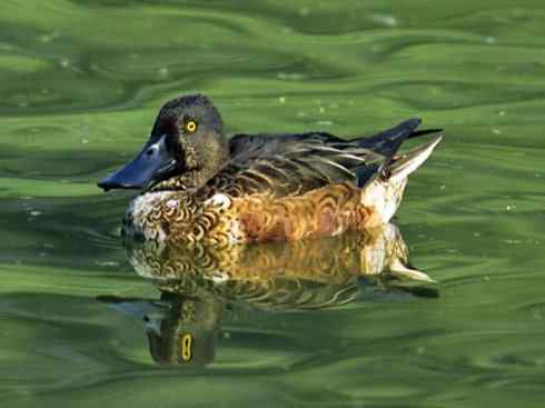 欣赏:美丽的钻水鸭5 欣赏:美丽的钻水鸭5