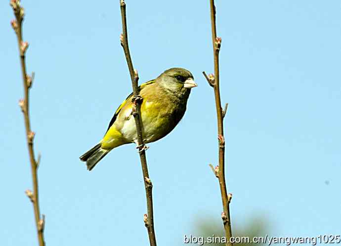 艰难(大风中的金翅鸟纪实) 艰难(大风中的金翅鸟纪实)