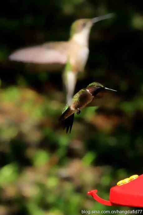 红玉喉北蜂鸟（5）