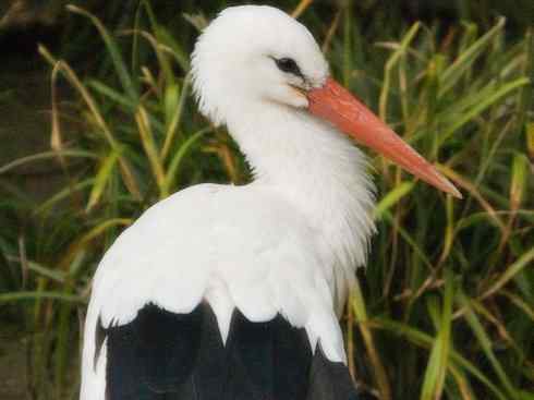 另类鸟类建筑师之一（白鹳、秃鹳）
