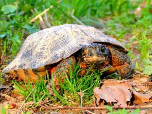 玄武：传说的兽原型探秘（水龟）