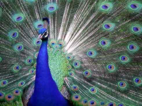 凤凰：传说中的鸟原型探秘（孔雀）