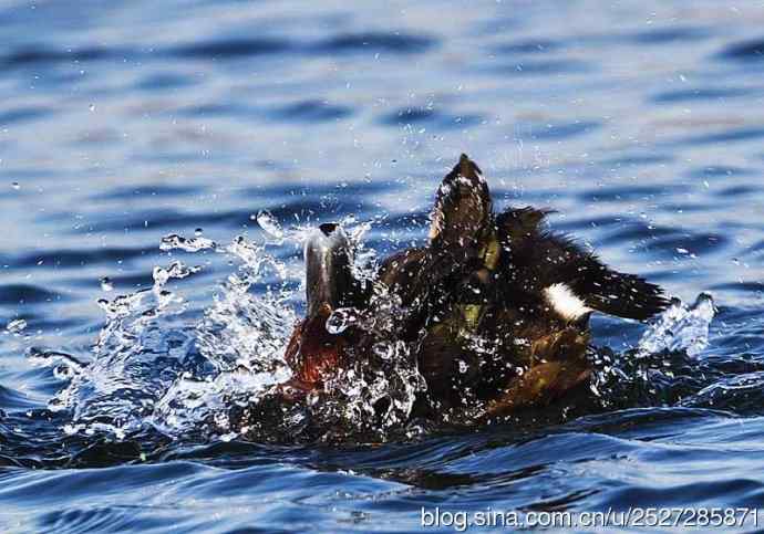 北京野鸟摄影——鸭鸭戏水之一