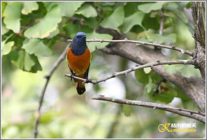 新鸟鈥溊抖詈煳拆垛潯菊掌