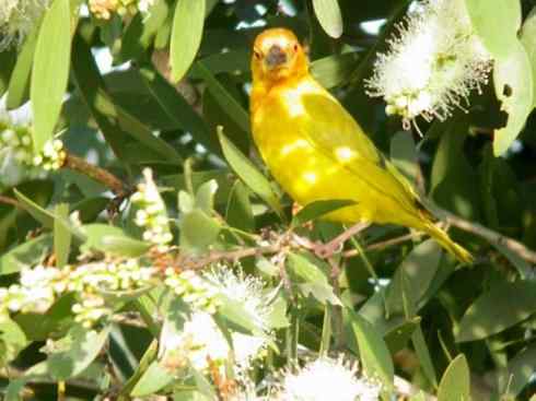 家禽驯化之源之二十四