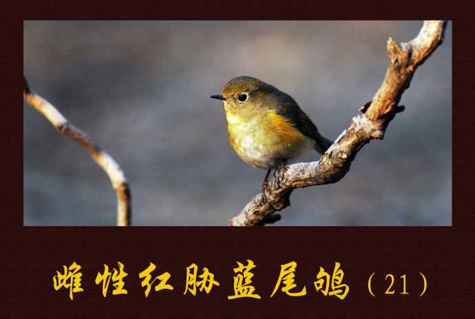 雌性红胁蓝尾鸲(21) 雌性红胁蓝尾鸲(21)