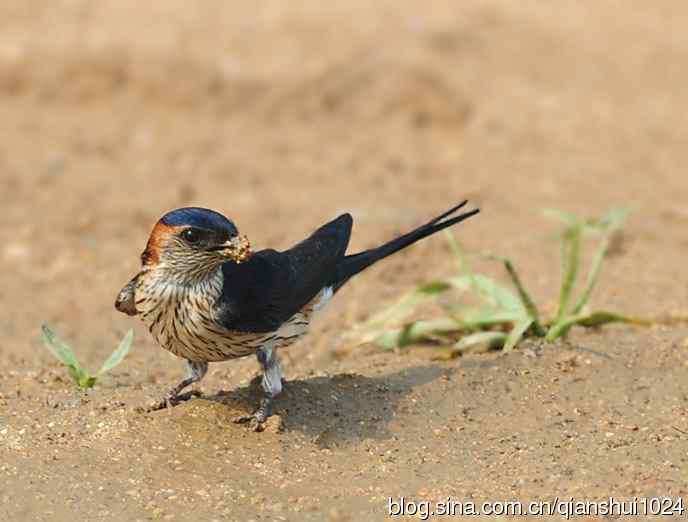 小燕子,穿花衣(金腰燕)