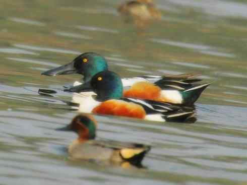 雁鸭之最之八（海番鸭、琵嘴鸭、绿翅鸭、鹊鸭）