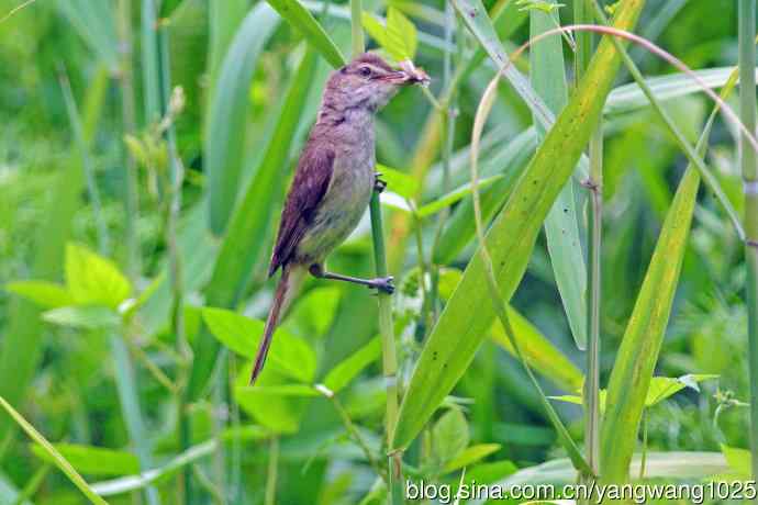 捉虫育雏的东方大苇莺(3) 捉虫育雏的东方大苇莺(3)