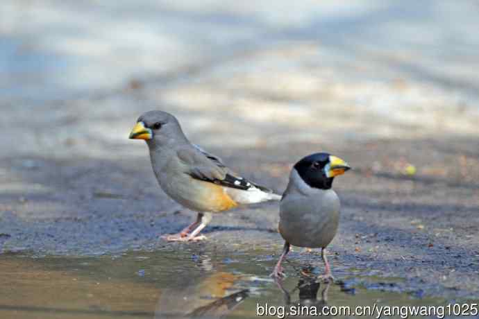 饮水的黑尾蜡嘴雀（1）