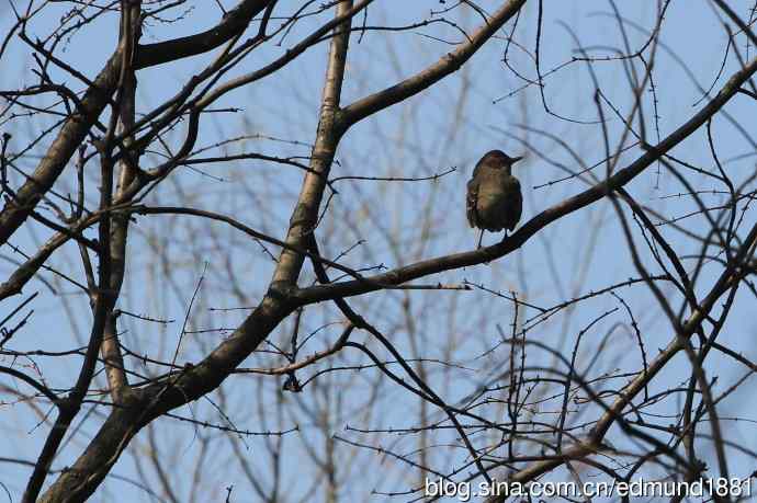 2012除夕滨江森林公园二寻太平鸟