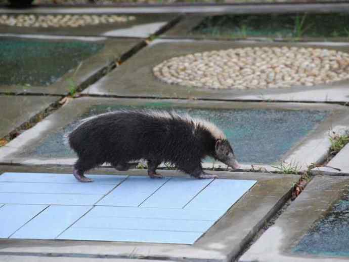 犬科：狐亚科之大耳狐