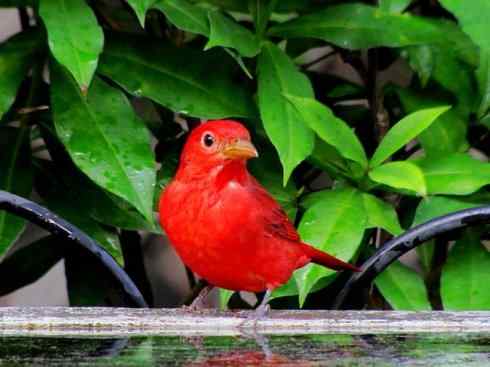 极品红色鸟类:玫红比蓝雀 极品红色鸟类:玫红比蓝雀