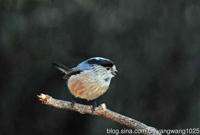银喉长尾山雀(3) 银喉长尾山雀(3)