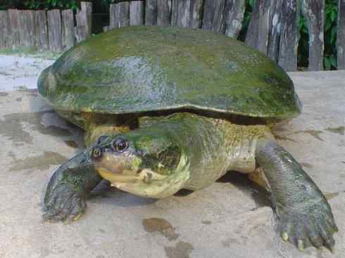 玄武：传说的兽原型探秘（侧颈龟类）