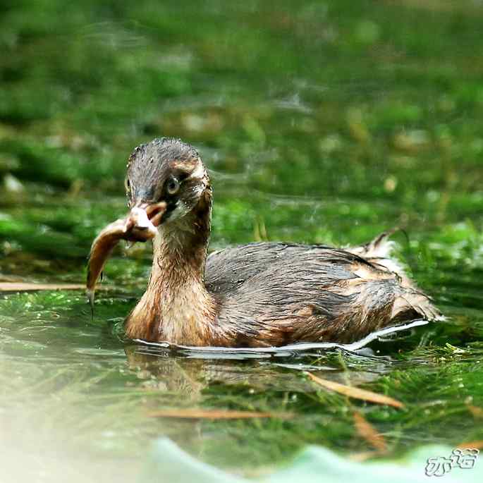 圆明园拍鸟——小小鸊鷉（数毛版）