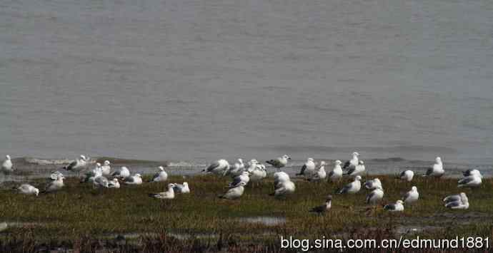 吴淞炮台湾湿地公园3月鸟况