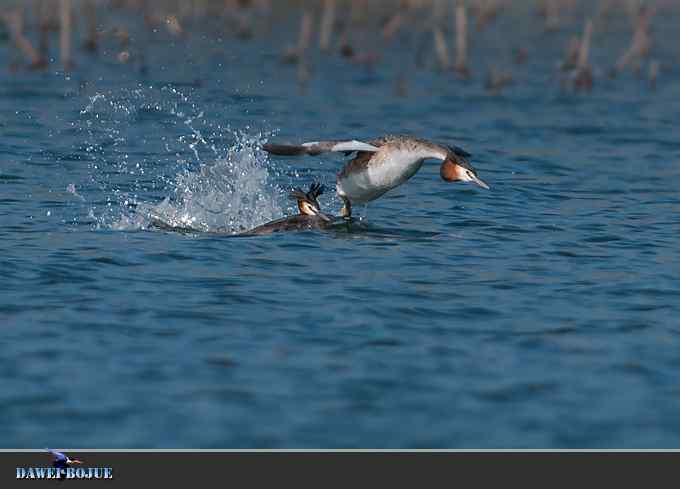 凤头.相恋在春花绽放时