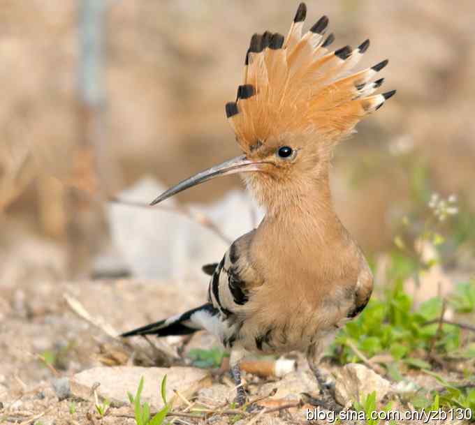 华阴戴胜弄风姿（组图）