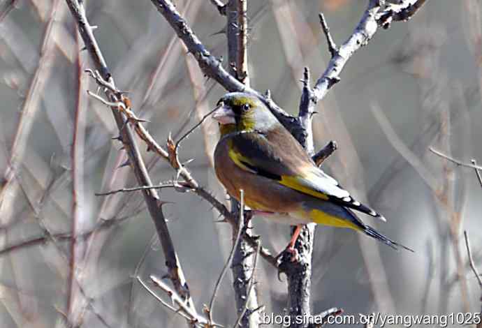 它的名字叫金翅