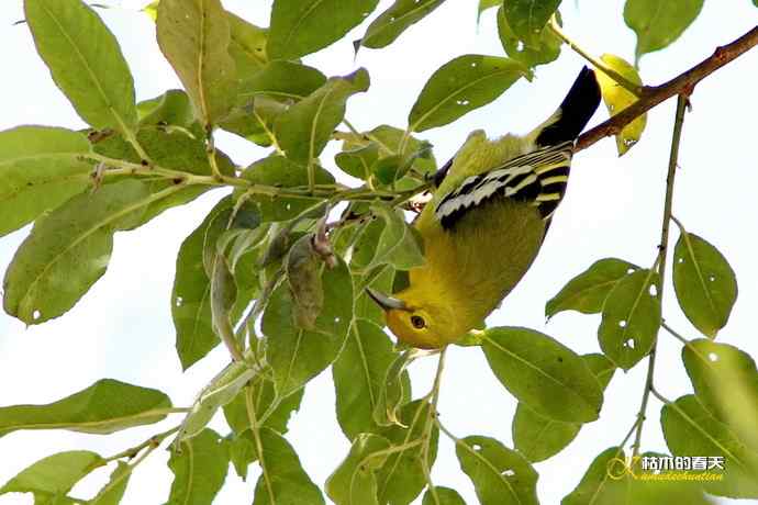 棕颈凤鹛&bull;橙胸【姬】鹟&bull;黑翅雀鹎