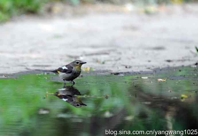 白眉姬鹟（雌性）