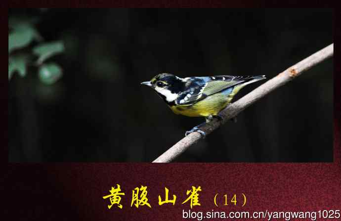 黄腹山雀（14）