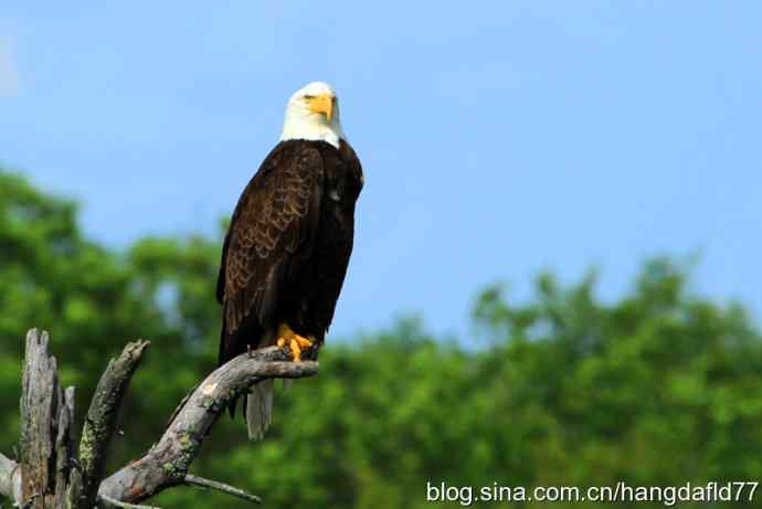 白头海雕(2) 白头海雕(2)