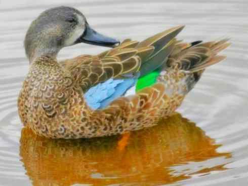 雁鸭之最之八（海番鸭、琵嘴鸭、绿翅鸭、鹊鸭）