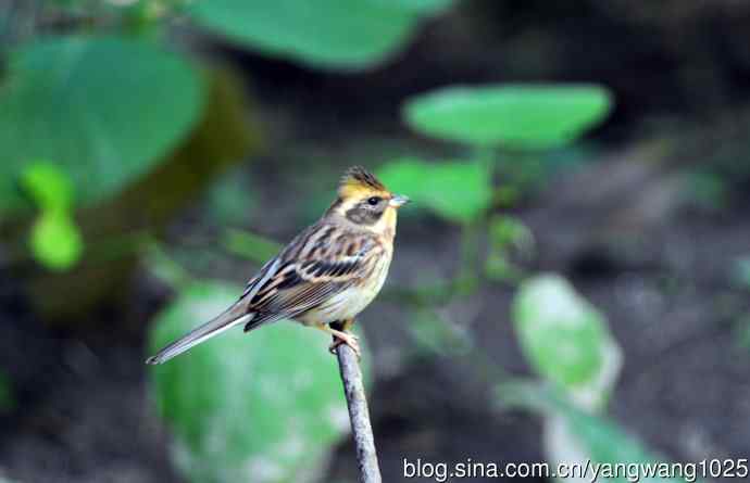 雌性黄喉鹀（3）