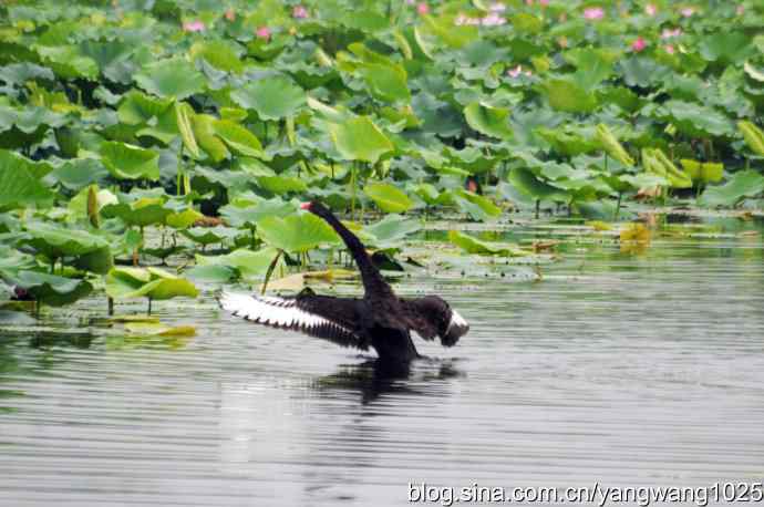 欢乐的亲兄弟（记圆明园的三只小黑天鹅）