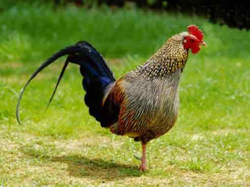 凤凰：传说的鸟原型探秘（原鸡）