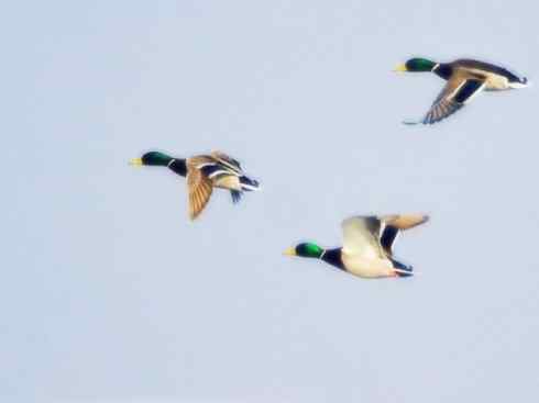 雁鸭之最之四（奥克兰鸭、山蓝鸭、绿头鸭）
