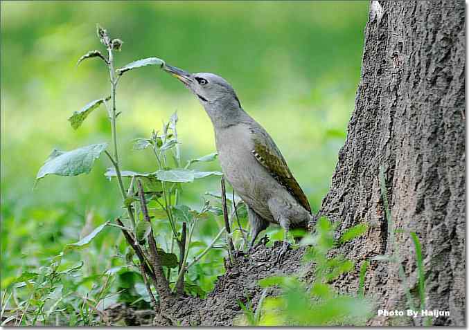  点击图片或使用键盘← →翻页