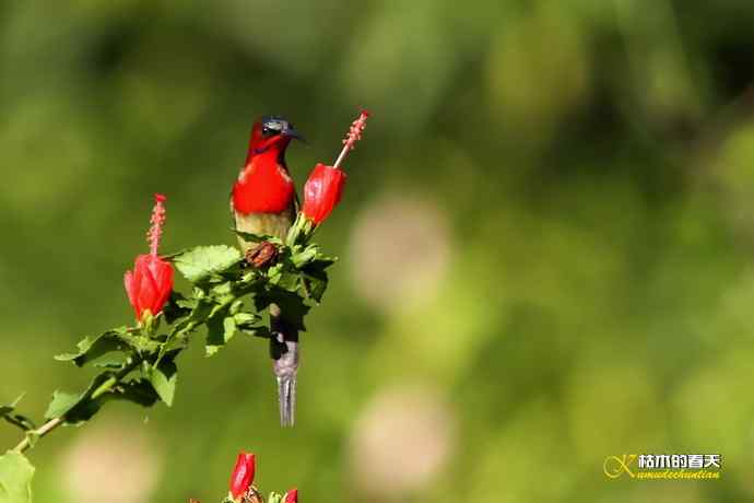 西双版纳拍鸟：黄腰太阳鸟