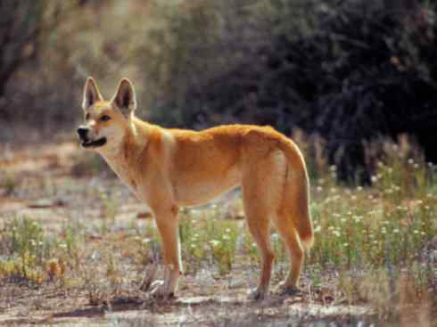 犬科：犬亚科犬属之澳洲野犬、歌唱犬、家犬