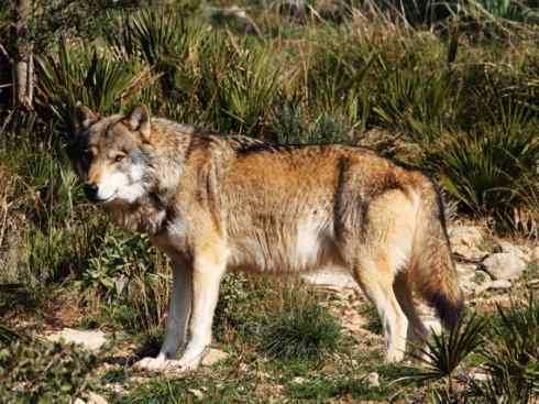 狈：传说的兽原型探秘（狼）